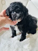 Tiny Girl Sophie 🎀, a female Maltipoo and Poodle - Toy  for sale in Pearson, GA – Photo 3 of 4