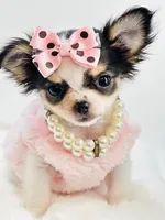 XXX Tiny Teacup Dolly 🎀, a female Chihuahua for sale in Pearson, GA – 2 of 10