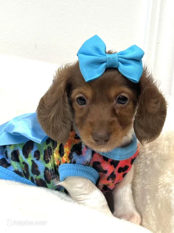 Bella Ray 🩷 – Miniature Dachshund puppy for sale in Pearson, GA