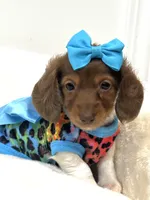 Bella Ray 🩷, a female Miniature Dachshund for sale in Pearson, GA – Photo 2 of 4