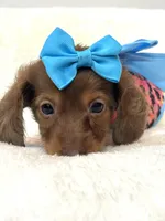 Bella Ray 🩷, a female Miniature Dachshund for sale in Pearson, GA – Photo 3 of 4