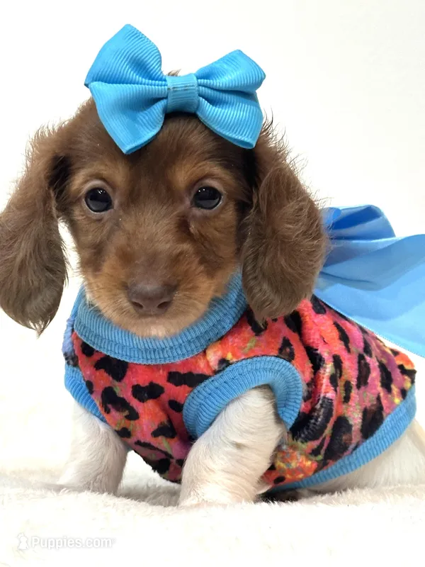 Bella Ray 🩷 – Miniature Dachshund puppy for sale in Pearson, GA