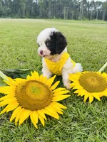 Merle blue eyes 💙, a male Miniature Aussiedoodle for sale in Pearson, GA – 4 of 6