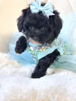 Tiny Sadie Mae 🎀, a female Poodle - Toy  for sale in Pearson, GA – 2 of 5