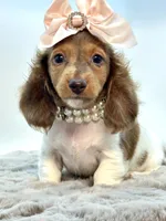 Going Home with Tee❤️, a female Miniature Dachshund for sale in Pearson, GA – 6 of 10