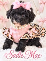Tiny Sadie Mae 🎀, a female Poodle - Toy  for sale in Pearson, GA – 3 of 5