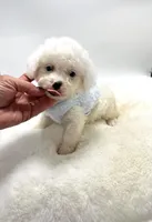 Snowball 💙, a male Poodle - Toy  and Toy Australian Shepherd for sale in Pearson, GA – 9 of 10