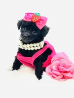 Super Tiny Lily Rae 🎀, a female Poodle - Toy  for sale in Pearson, GA – 5 of 6