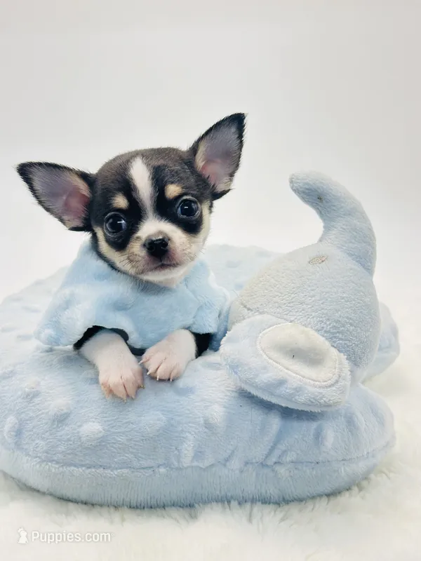 Micro Tiny Boy 💙 – Chihuahua puppy for sale in Pearson, GA