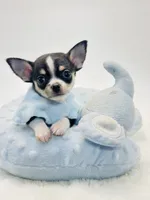Micro Tiny Boy 💙, a male Chihuahua for sale in Pearson, GA – 3 of 5