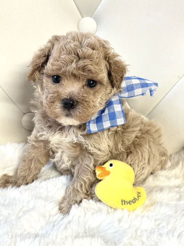 Teddy 💙 – Maltipoo puppy for sale in Pearson, GA