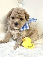 Teddy 💙, a male Maltipoo for sale in Pearson, GA – 3 of 5
