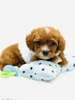 Tiny Teddy 💙, a male Cavapoo for sale in Pearson, GA – 5 of 7