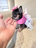 Going Home with LuLu 🩷, a female Chihuahua for sale in Pearson, GA – 5 of 7