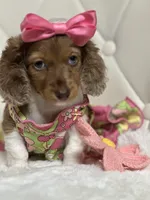 Lily Grace , a female Miniature Dachshund for sale in Pearson, GA – 6 of 10