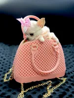 XXX Tiny Teacup Girl 🩷, a female Chihuahua for sale in Pearson, GA – 5 of 10