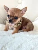 Tiny Bailey 💙, a male Chihuahua for sale in Pearson, GA – 3 of 4