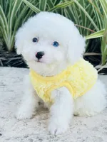 Tiny Blue Eye Boy 💙, a male Poodle - Toy  and Toy Australian Shepherd for sale in Pearson, GA – 3 of 10