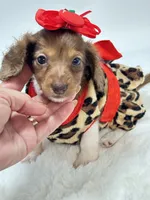Bella Ray 🩷, a female Miniature Dachshund for sale in Pearson, GA – 7 of 7