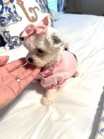 Tiny Lacy 🩷, a female Shihpoo for sale in Pearson, GA – 2 of 10