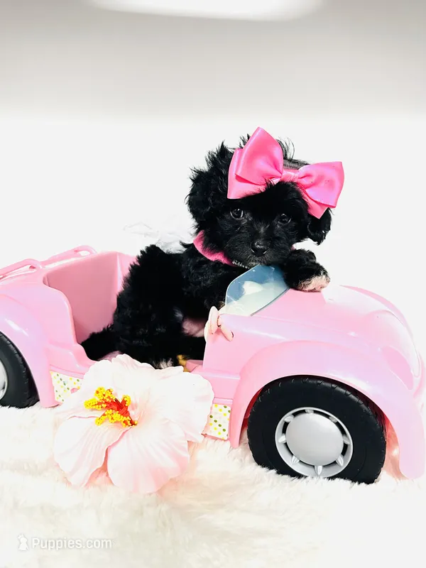 Bella 🩷 – Maltipoo puppy for sale in Pearson, GA