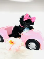 Bella 🩷, a female Maltipoo for sale in Pearson, GA – 2 of 8