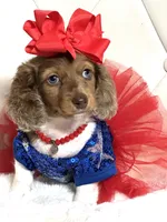 Lily Grace , a female Miniature Dachshund for sale in Pearson, GA – 4 of 10