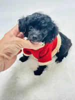 XXX Tiny Teddy 💙, a male Poodle - Toy  for sale in Pearson, GA – 3 of 6