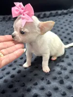 XXX Tiny Teacup Girl 🩷, a female Chihuahua for sale in Pearson, GA – 6 of 10