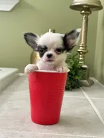 Going home with Michael and wife . , a male Chihuahua for sale in Pearson, GA – 3 of 10