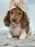Going Home with Tee❤️, a female Miniature Dachshund for sale in Pearson, GA – 7 of 10