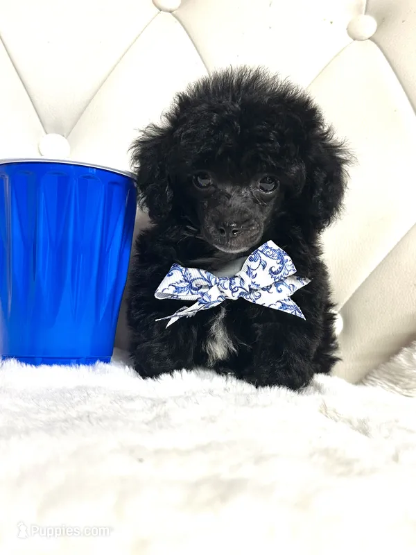 XXX Tiny Teddy 💙 – Poodle - Toy  puppy for sale in Pearson, GA