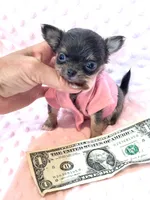 Going Home with LuLu 🩷, a female Chihuahua for sale in Pearson, GA – 7 of 7