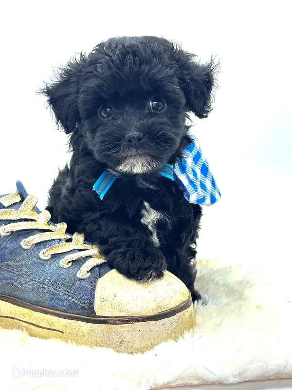Oreo 💙 – Yorkipoo puppy for sale in Pearson, GA