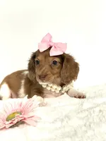 Bella Ray 🩷, a female Miniature Dachshund for sale in Pearson, GA – 10 of 10