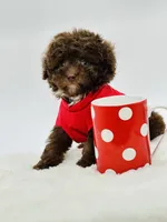 Teddy 🤎, a male Poodle - Toy  and Miniature Aussiedoodle for sale in Pearson, GA – 5 of 7