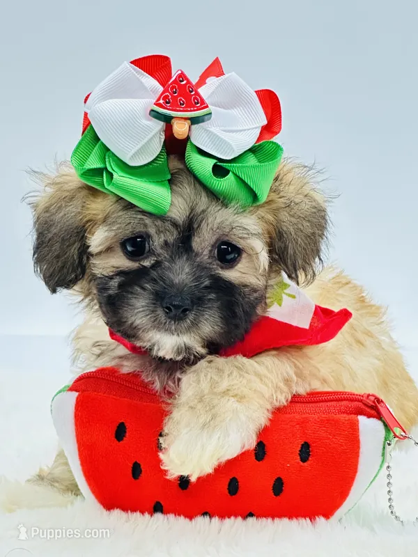 Tiny Girl 🎀 – Shihpoo puppy for sale in Pearson, GA