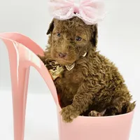 Stella Ray 👛, a female Soft Coated Wheaten Terrier for sale in Pearson, GA – Photo 4 of 10