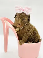 Stella Ray 👛, a female Soft Coated Wheaten Terrier for sale in Pearson, GA – Photo 4 of 10