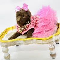 Stella Ray 👛, a female Soft Coated Wheaten Terrier for sale in Pearson, GA – Photo 5 of 10