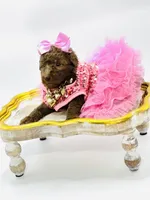 Stella Ray 👛, a female Soft Coated Wheaten Terrier for sale in Pearson, GA – Photo 5 of 10