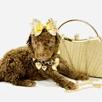 Stella Ray 👛, a female Soft Coated Wheaten Terrier for sale in Pearson, GA – Photo 3 of 10