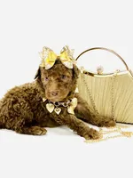 Stella Ray 👛, a female Soft Coated Wheaten Terrier for sale in Pearson, GA – Photo 3 of 10