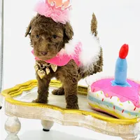 Stella Ray 👛, a female Soft Coated Wheaten Terrier for sale in Pearson, GA – Photo 2 of 10