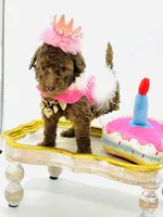 Stella Ray 👛, a female Soft Coated Wheaten Terrier for sale in Pearson, GA – Photo 2 of 10