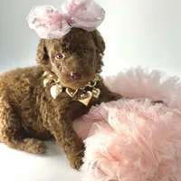 Stella Ray 👛, a female Soft Coated Wheaten Terrier for sale in Pearson, GA – Photo 9 of 10