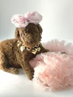 Stella Ray 👛, a female Soft Coated Wheaten Terrier for sale in Pearson, GA – Photo 9 of 10