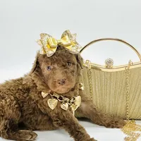 Stella Ray 👛, a female Soft Coated Wheaten Terrier for sale in Pearson, GA – Photo 10 of 10