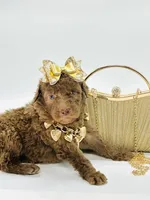 Stella Ray 👛, a female Soft Coated Wheaten Terrier for sale in Pearson, GA – Photo 10 of 10