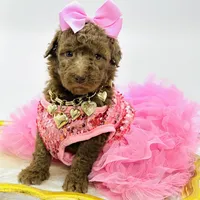 Stella Ray 👛, a female Soft Coated Wheaten Terrier for sale in Pearson, GA – Photo 8 of 10